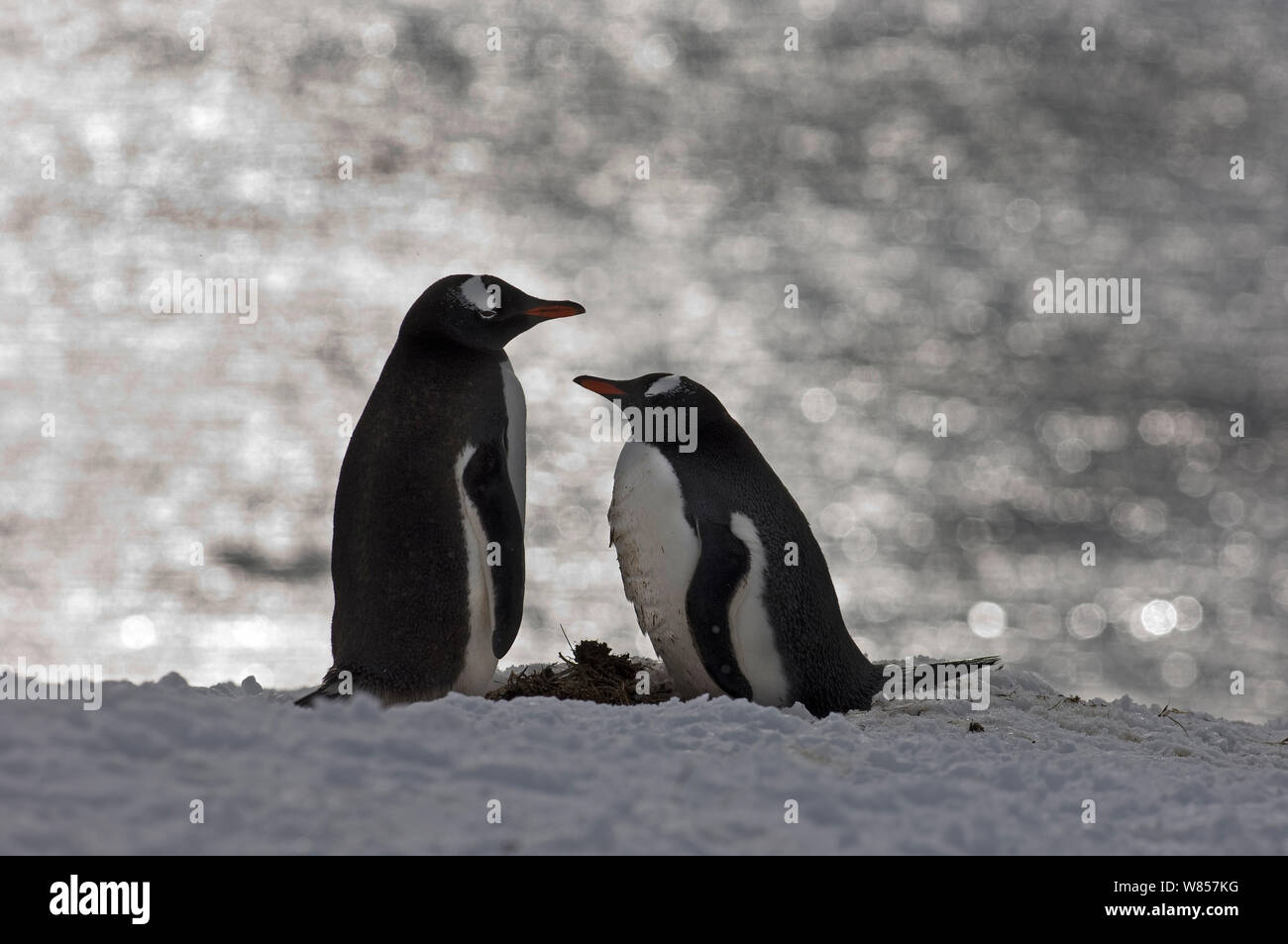 Gentoo Penguin (Pygoscelis papua) pair, Half Moon Island, Antarctica, November Stock Photo