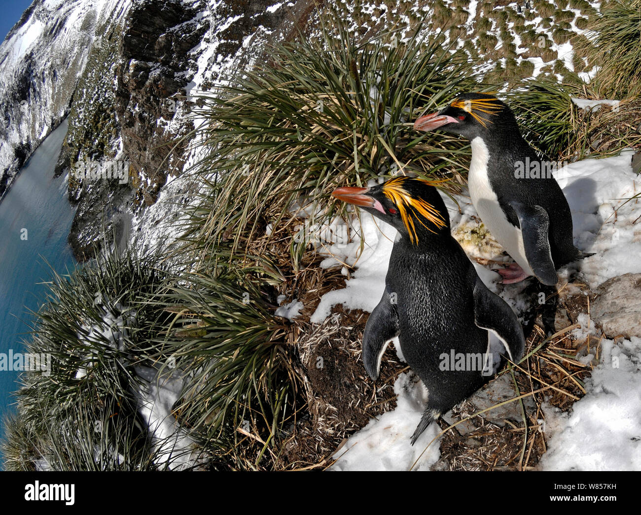 Macaroni Penguins (Eudyptes chrysolophus) at colony high up on tussock slope, South Georgia, November Stock Photo