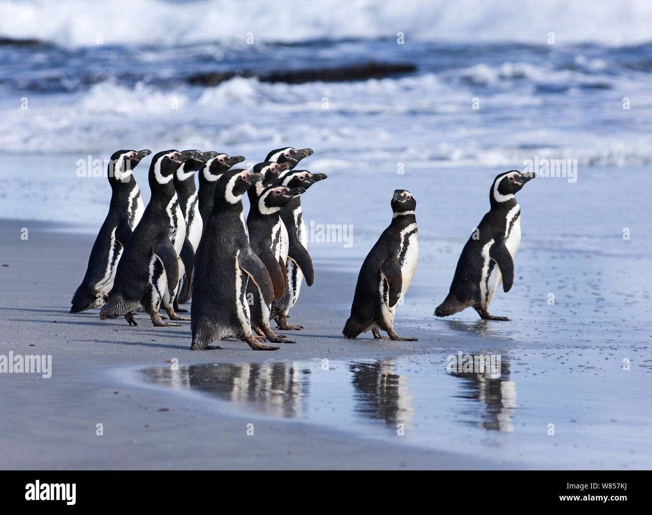 Magellanic Penguins (Spheniscus magellanicus) entering the sea Sea Lion Island, Falklands, November Stock Photo