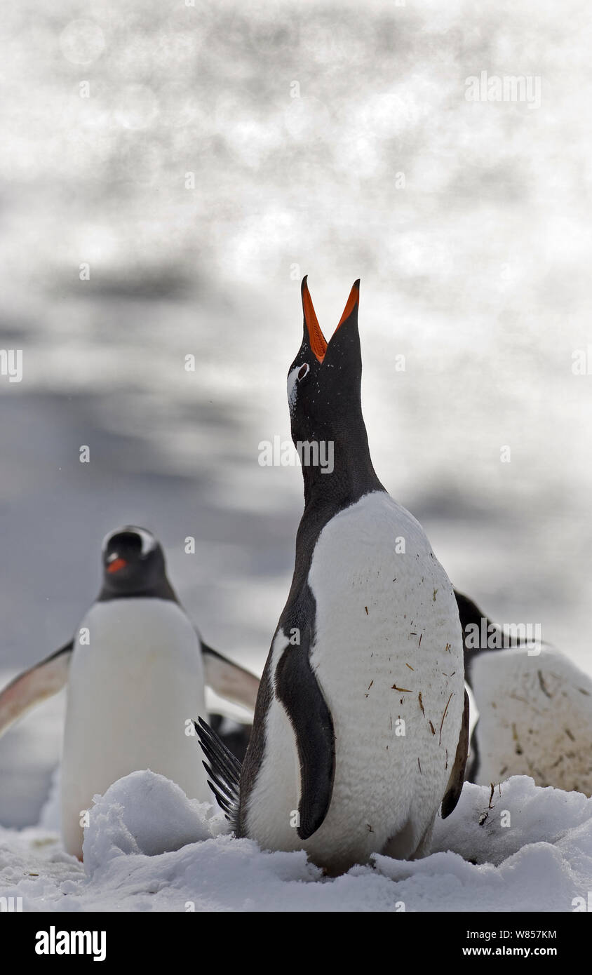 Gentoo Penguin (Pygoscelis papua) displaying, Half Moon Island, Antarctica, November Stock Photo