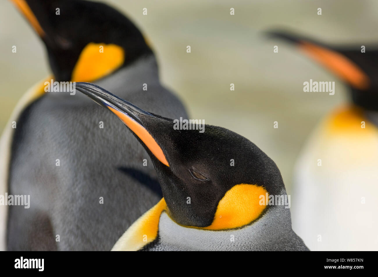 King Penguins (Aptenodytes patagonicus) Gold Harbour, South Georgia,November Stock Photo