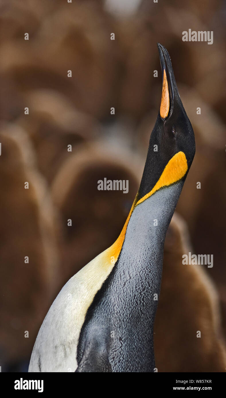 King Penguin (Aptenodytes patagonicus) adult calling, Gold Harbour, South Georgia, November Stock Photo