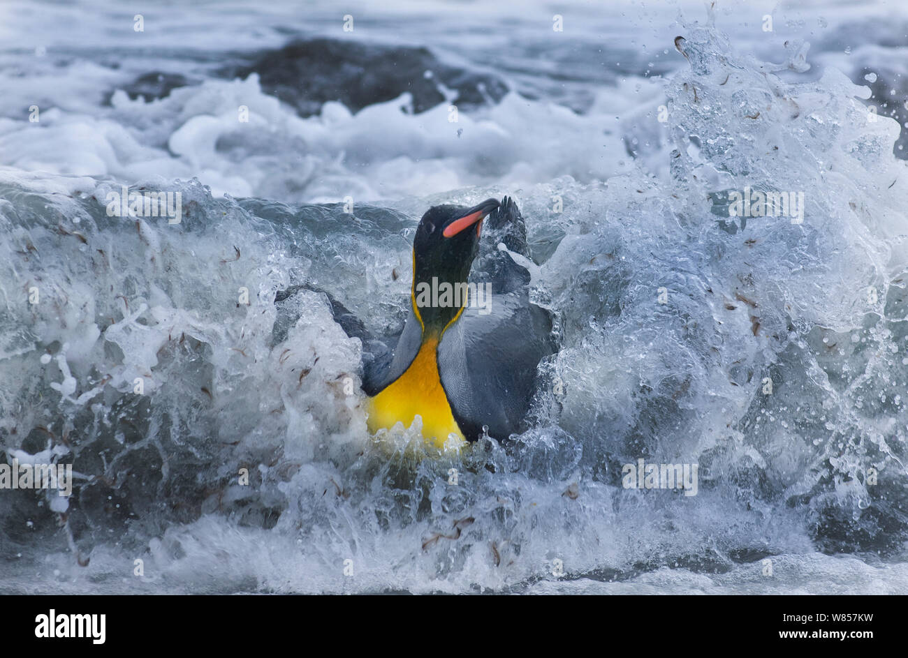 King Penguin (Aptenodytes patagonicus) coming ashore in surf Gold Harbour, South Georgia, November Stock Photo