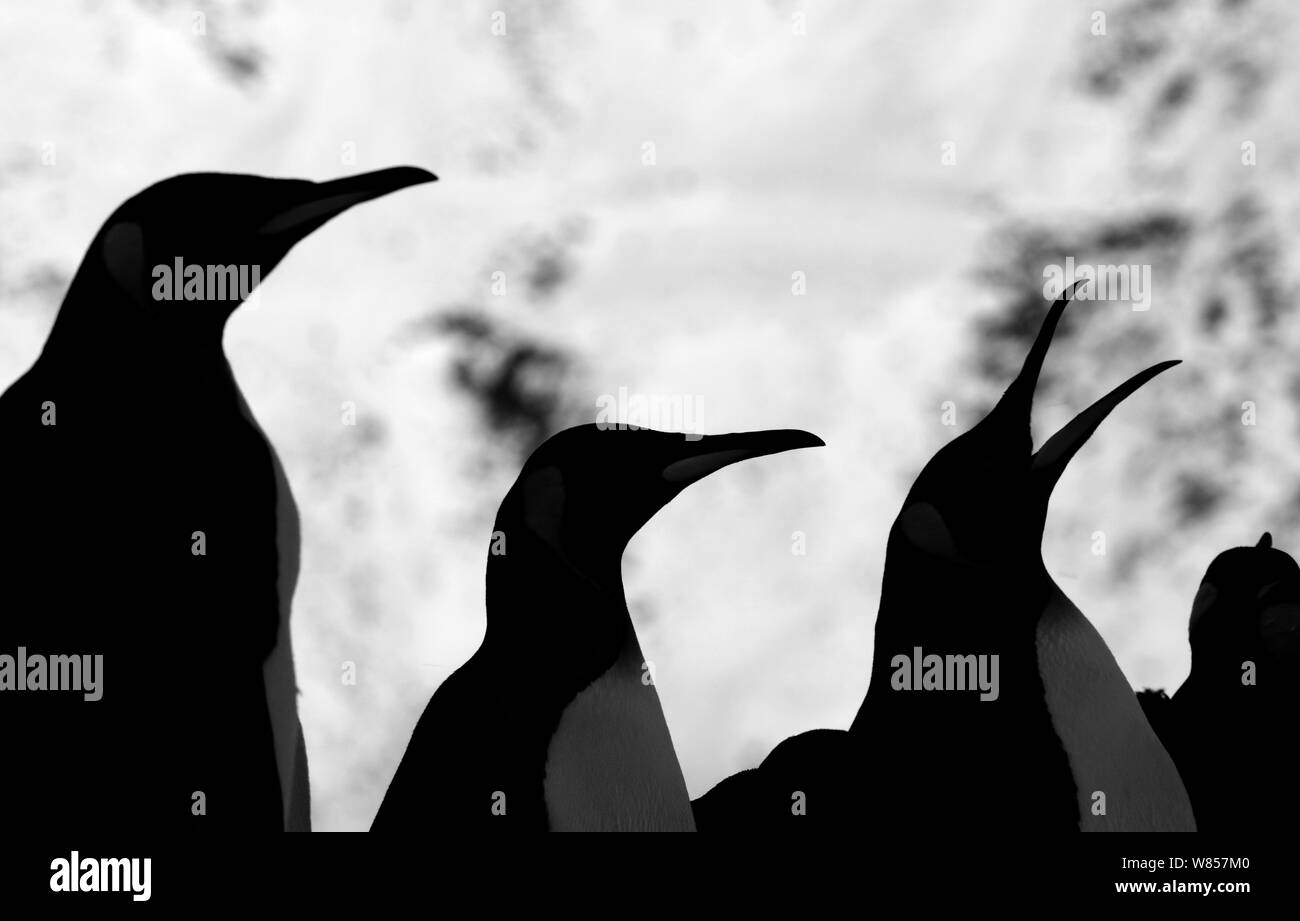 King Penguins (Aptenodytes patagonicus) silhouetted, one calling, Fortuna Bay, South Georgia, November Stock Photo