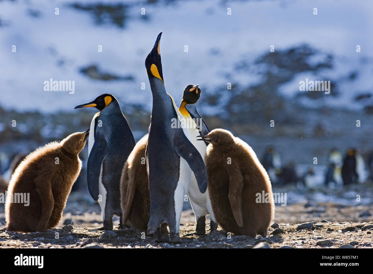 King Penguins (Aptenodytes patagonicus) pair in display, Fortuna Bay, South Georgia, November Stock Photo