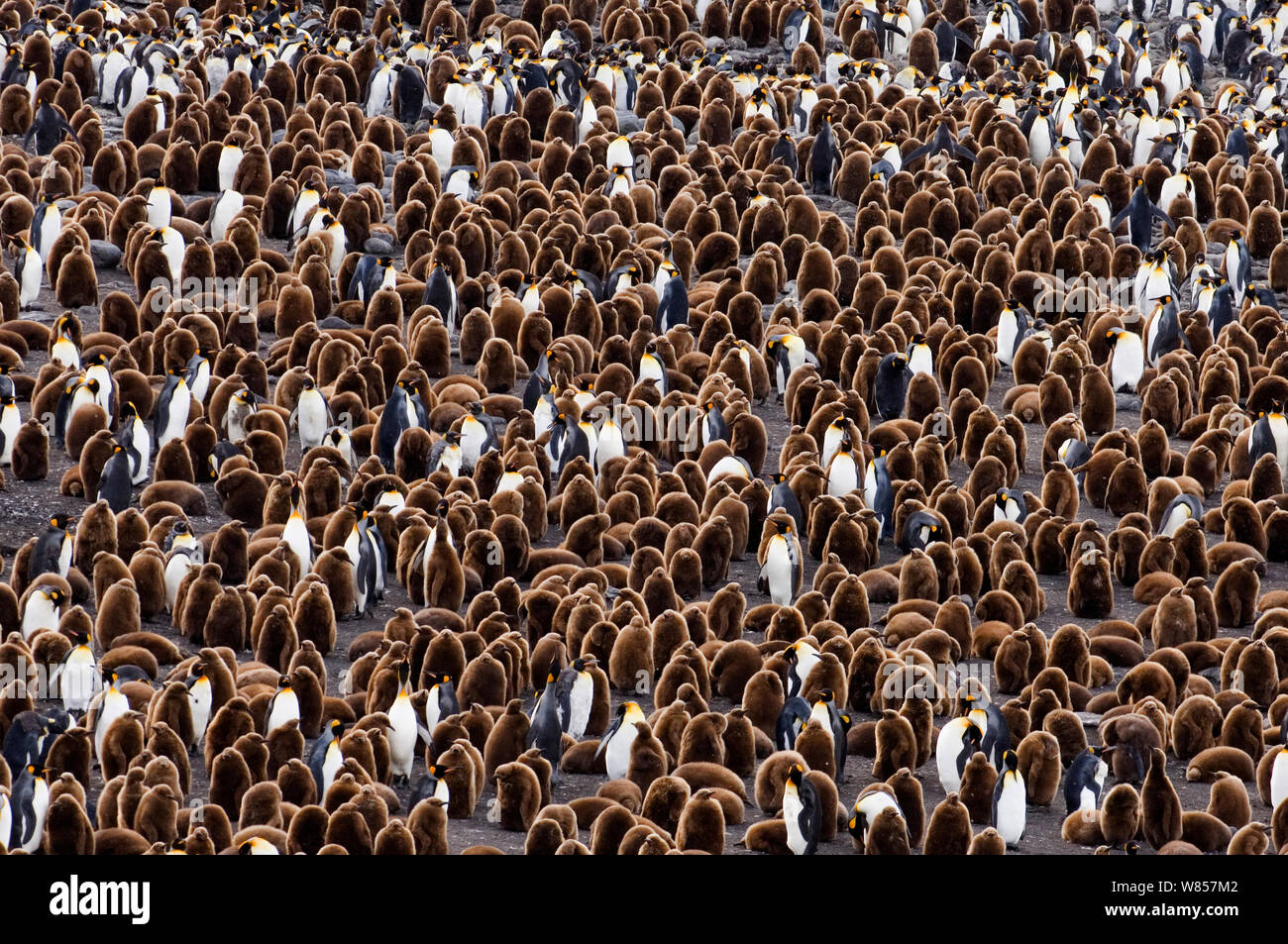 King Penguins (Aptenodytes patagonicus) colony at Royal Bay, South Georgia, November Stock Photo