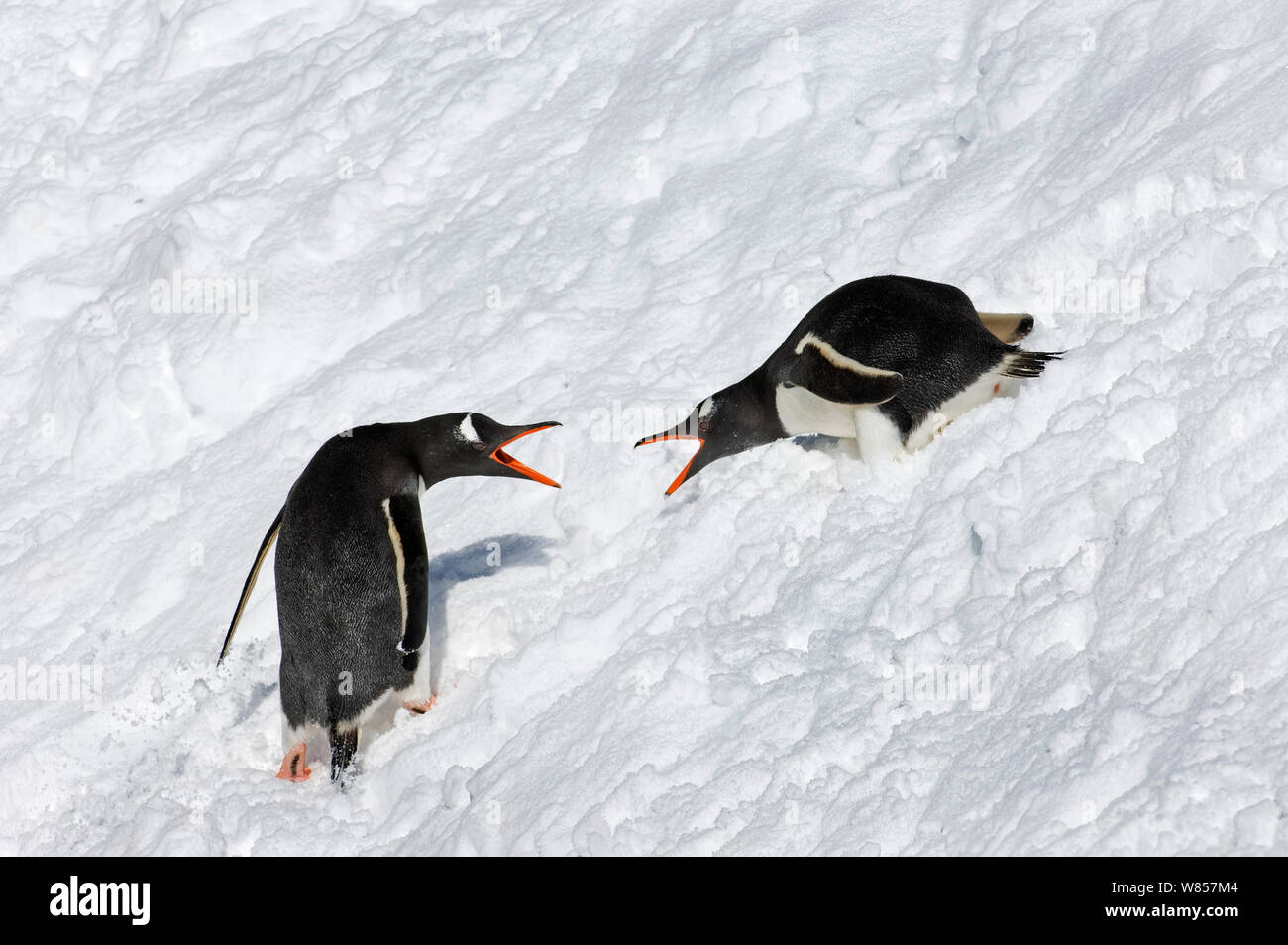 Gentoo Penguins (Pygoscelis papua) showing aggression as they pass by one another, South Georgia, November Stock Photo
