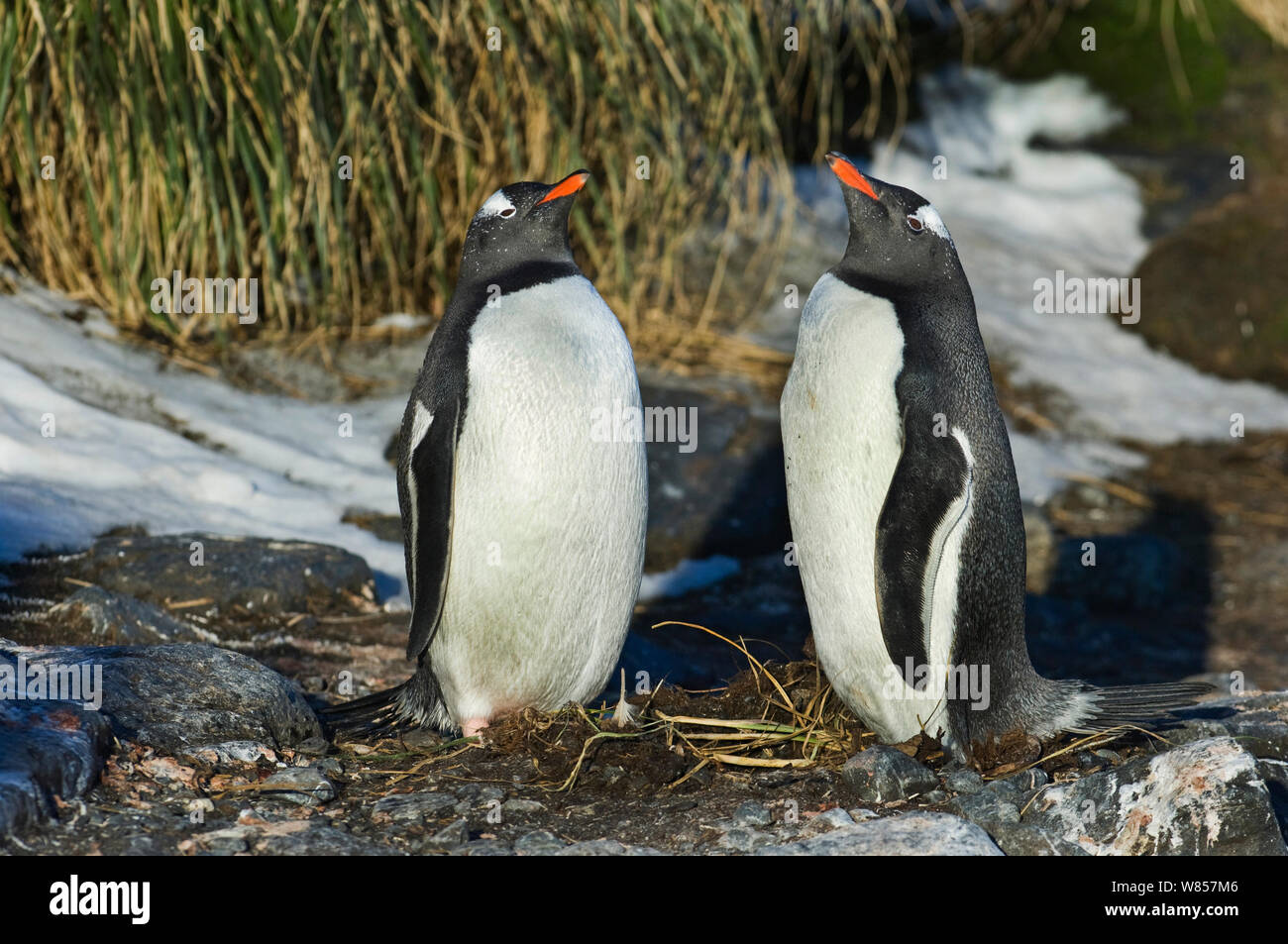 Gentoo Penguins (Pygoscelis papua) pair in courtship display, Bay of Isles, South Georgia, October Stock Photo