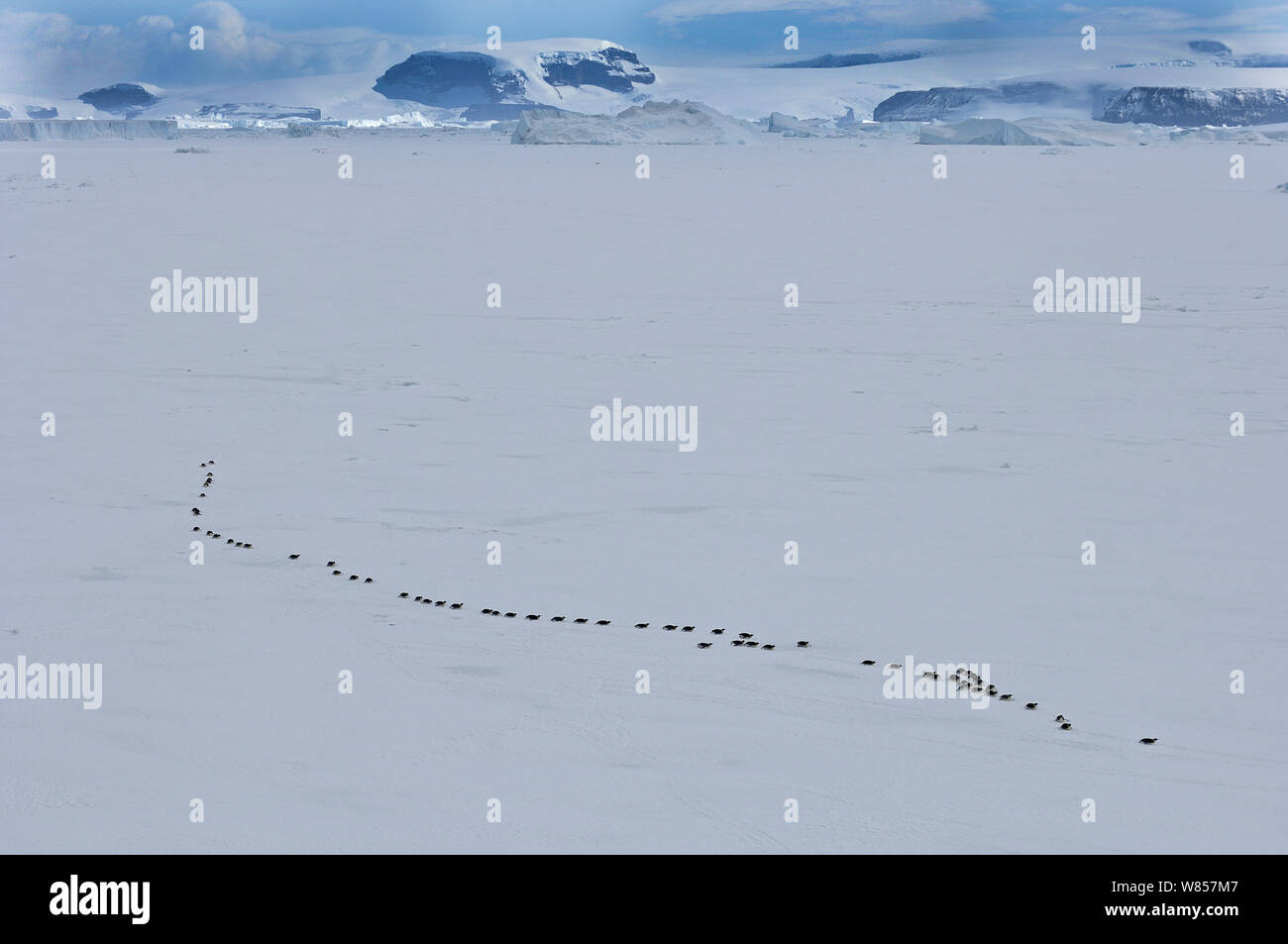 Emperor Penguins (Aptenodytes forsterii) walking across sea ice of Weddell Sea, Snow Hill Island, Antarctica, November Stock Photo
