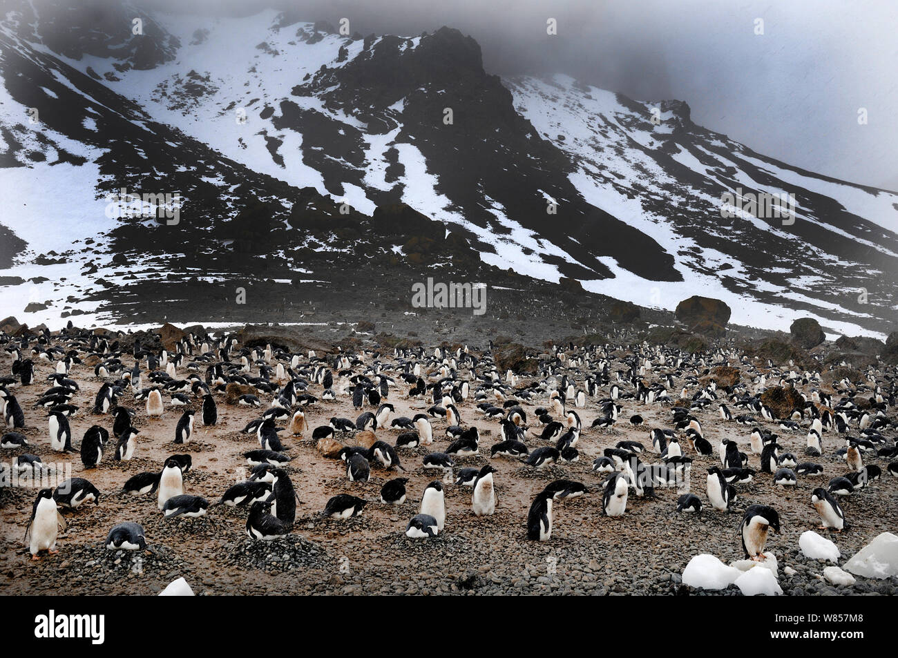 Adelie Penguin (Pygoscelis adeliae) colony at Brown Bluff, Antarctic Peninsula, November Stock Photo