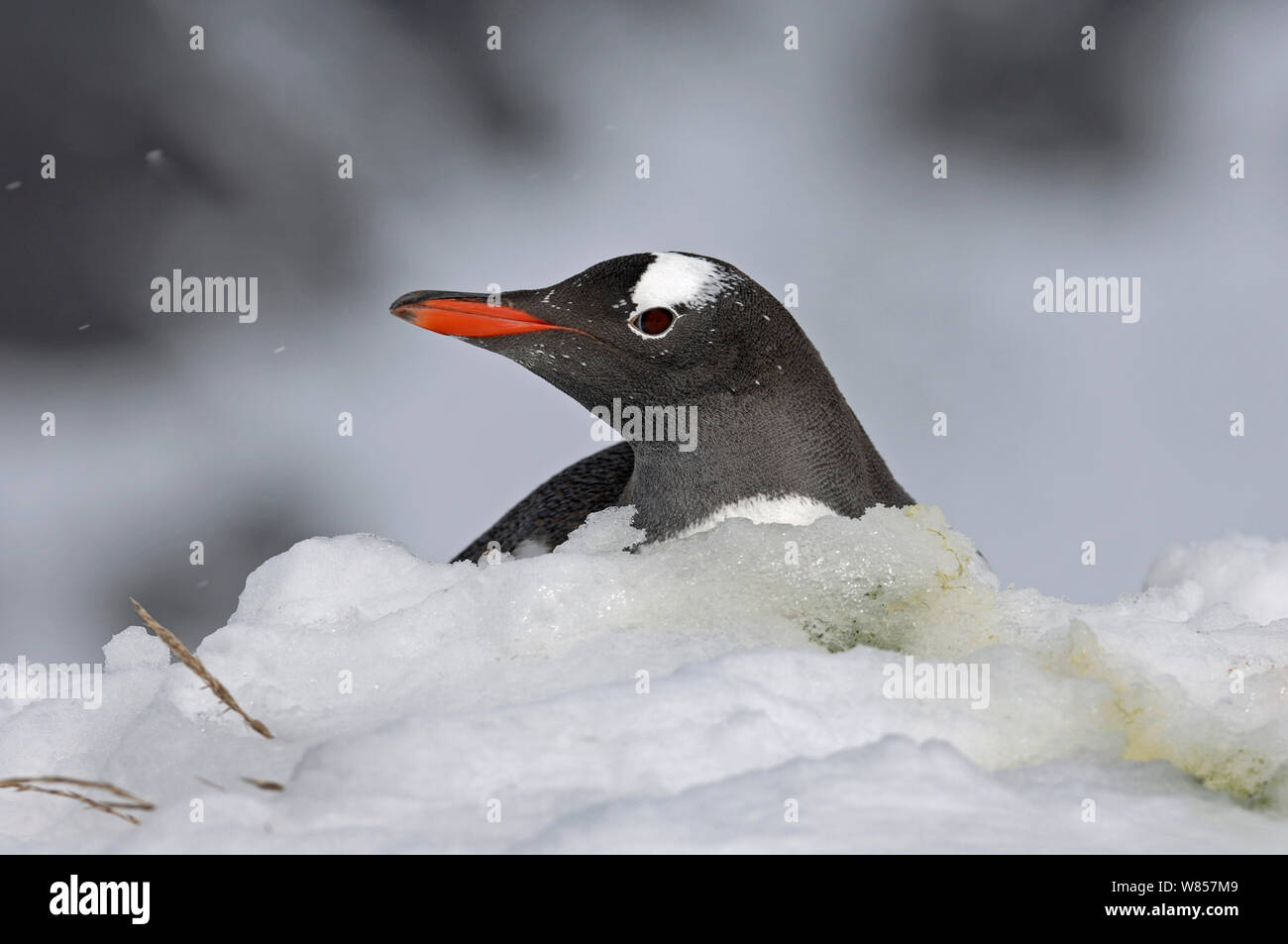 Gentoo Penguin (Pygoscelis papua) on snow covered nest, Antarctic Peninsula, November Stock Photo