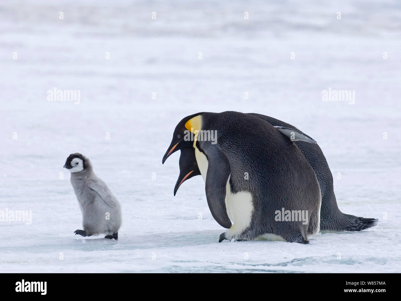 Emperor Penguin (Aptenodytes forsteri) adults chasing young chick at colony Snow Hill Island, Antarctica, November Stock Photo