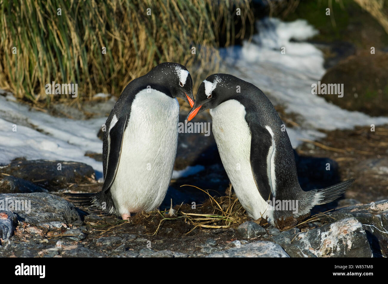Gentoo Penguins (Pygoscelis papua) pair in courtship display, Bay of Isles, South Georgia, October Stock Photo