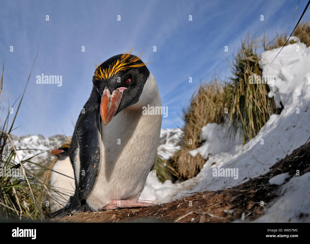 Macaroni Penguin (Eudyptes chrysolophus) Cooper Bay, South Georgia, November Stock Photo
