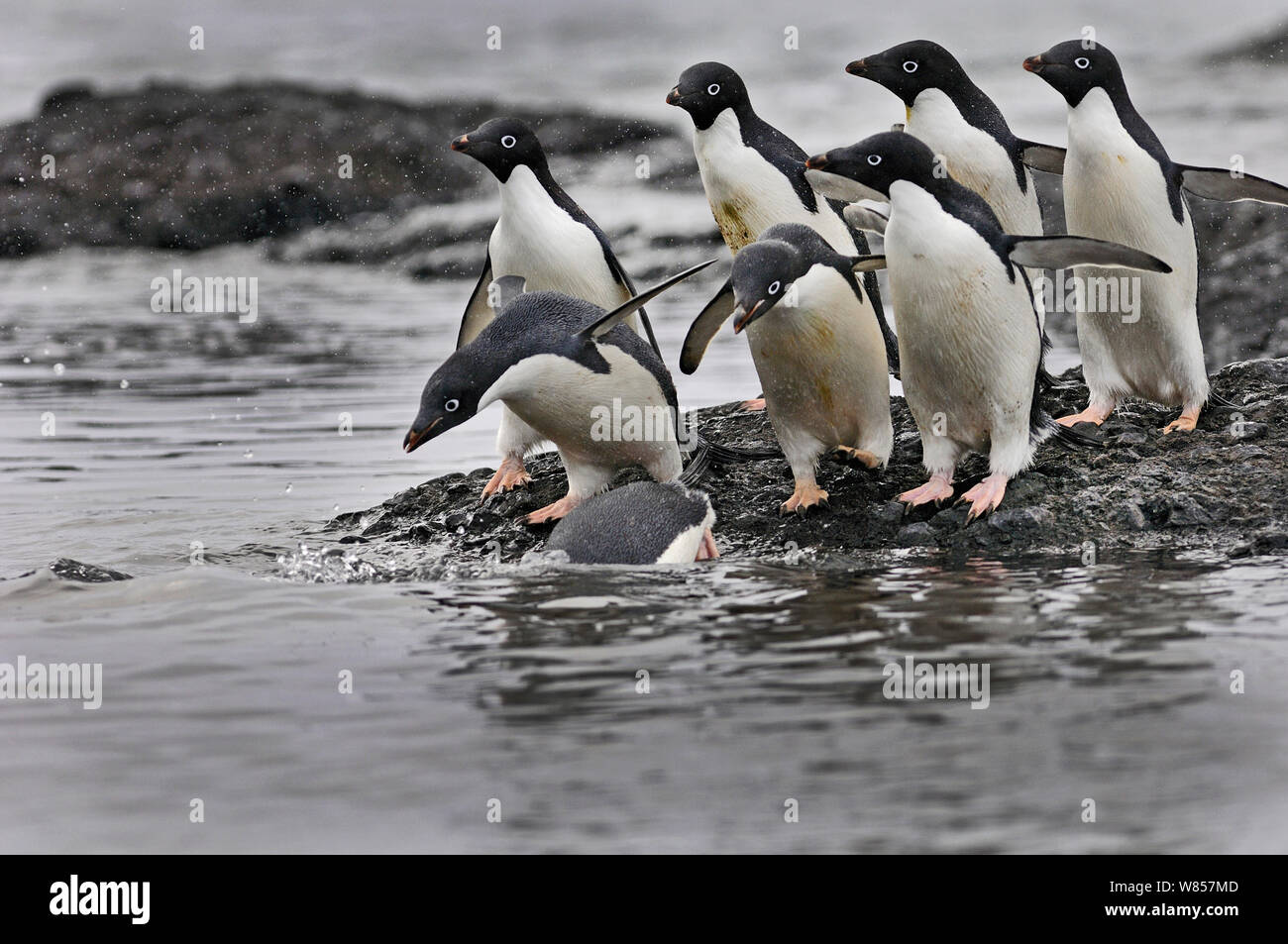 Adelie Penguins (Pygoscelis adeliae) entering the water, Antarctica, November Stock Photo