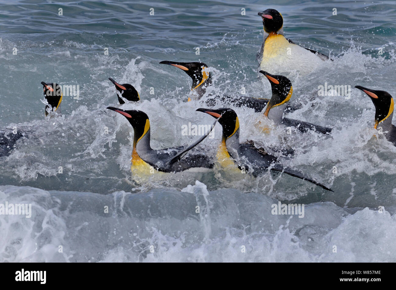 King Penguins (Aptenodytes patagonicus) bathing in surf,  St Andrews Bay, South Georgia, November Stock Photo