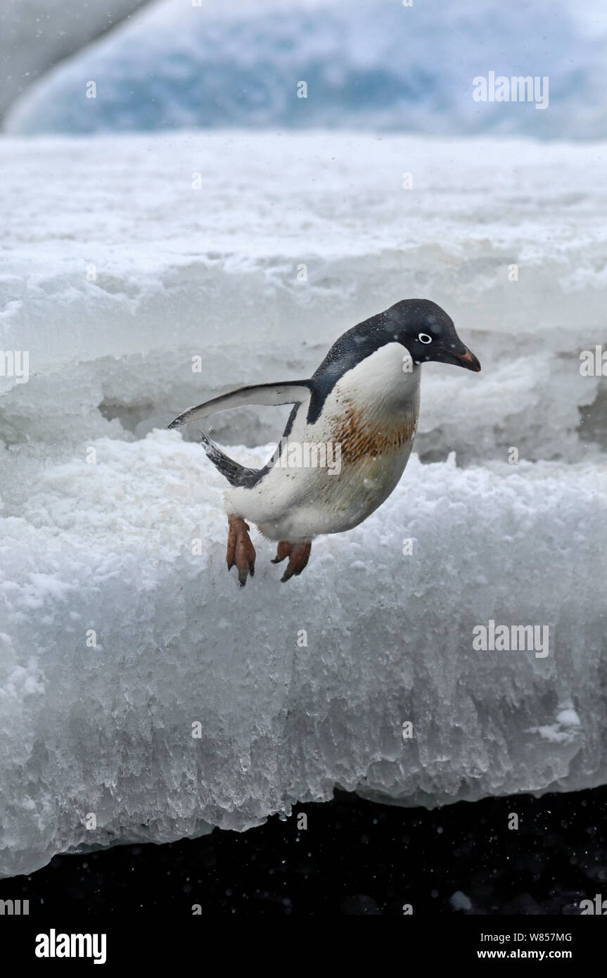 Adelie penguin (Pygoscelis adeliae) jumping in the sea from ice, Antarctica, November Stock Photo