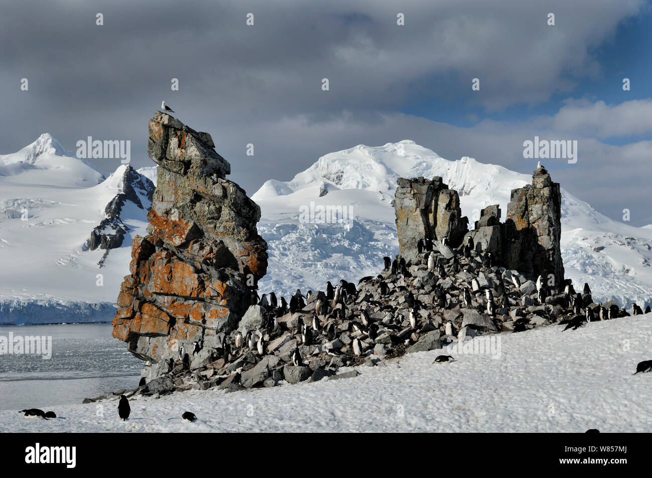 Chinstrap penguins (Pygoscelis antarcticus) gathered around basalt rock formation in order to breed, Half Moon Island, Antarctica, November Stock Photo