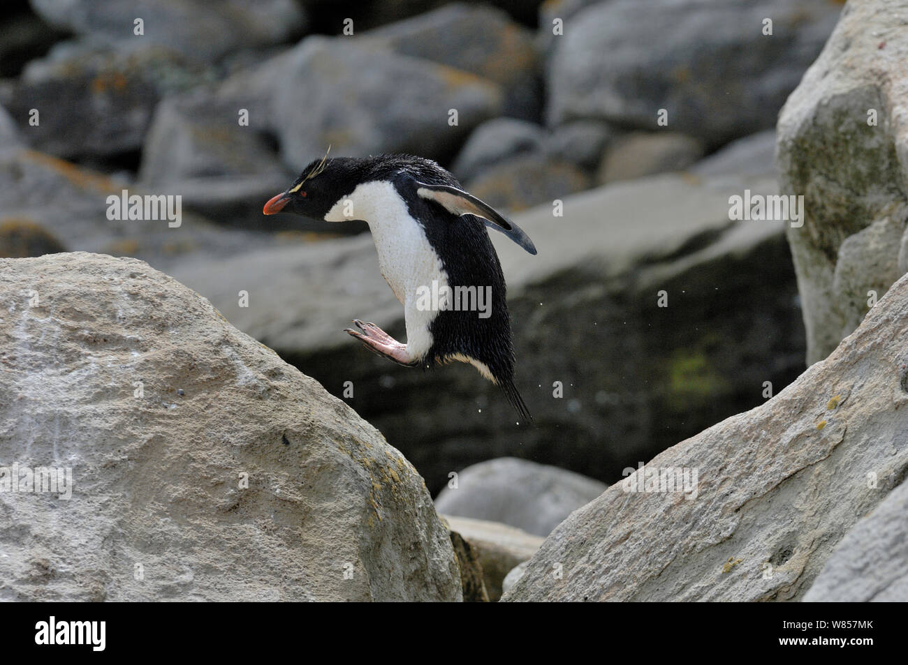 Rockhopper Penguin (Eudyptes chrysocome) leaping between rocks, New Island, Falkland Islands, November Stock Photo