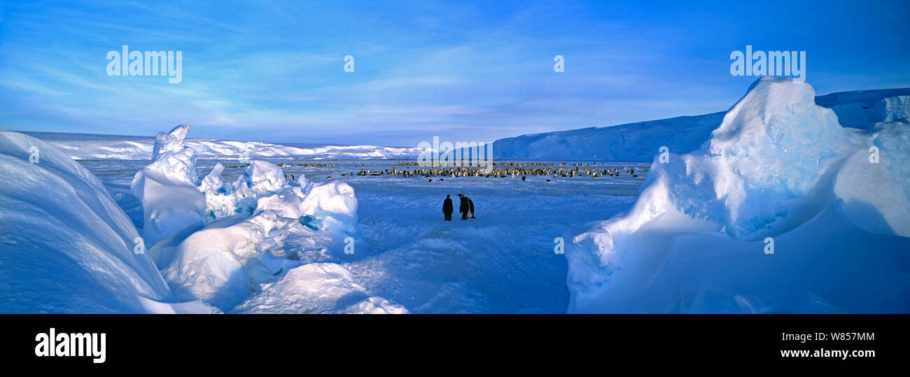 Emperor Penguin, (Aptenodytes forsteri) colony at the Dawson-Lambton Glacier, Weddell Sea, Antarctica Stock Photo