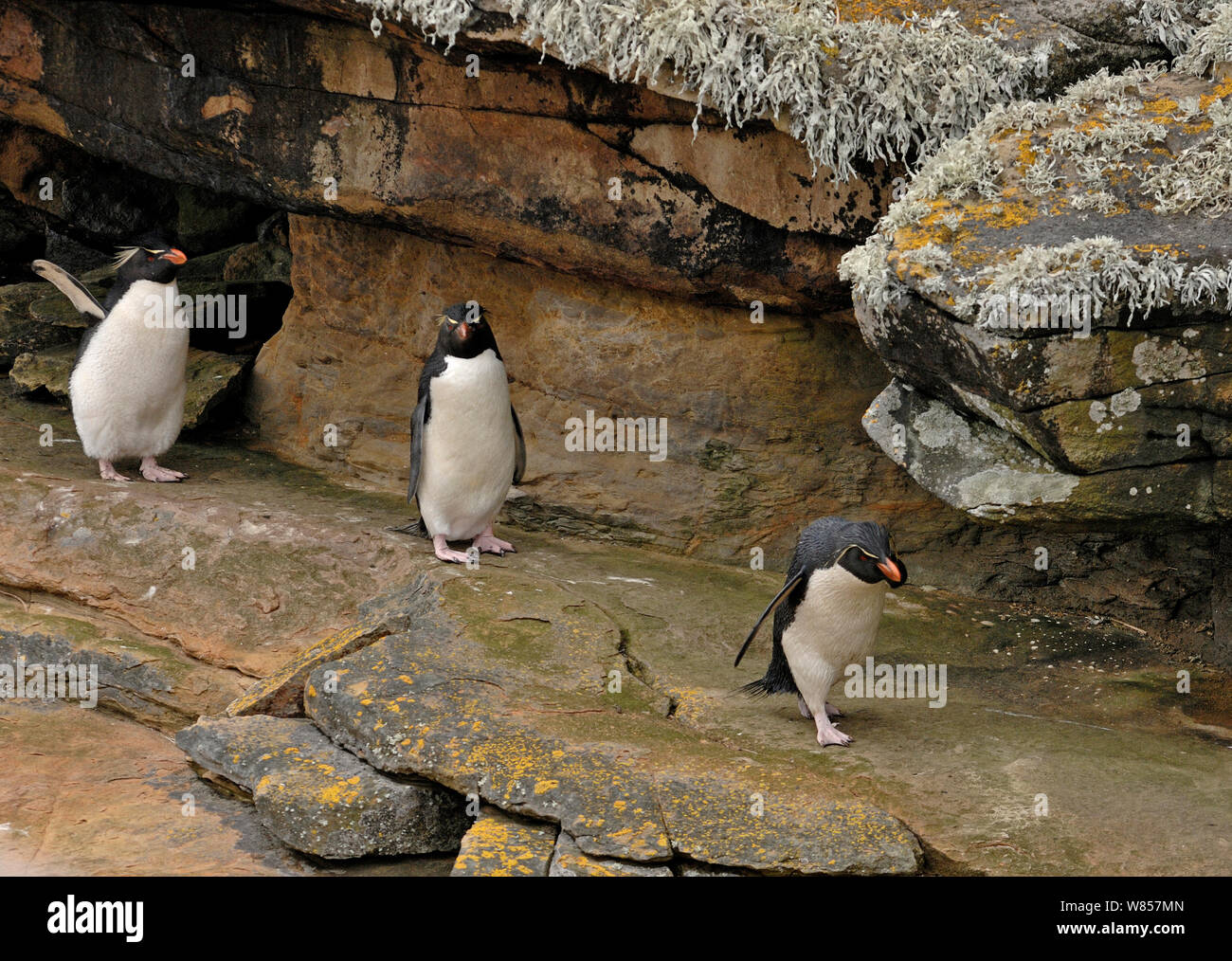Rockhopper Penguins (Eudyptes chrysocome) New Island, Falklands, November Stock Photo