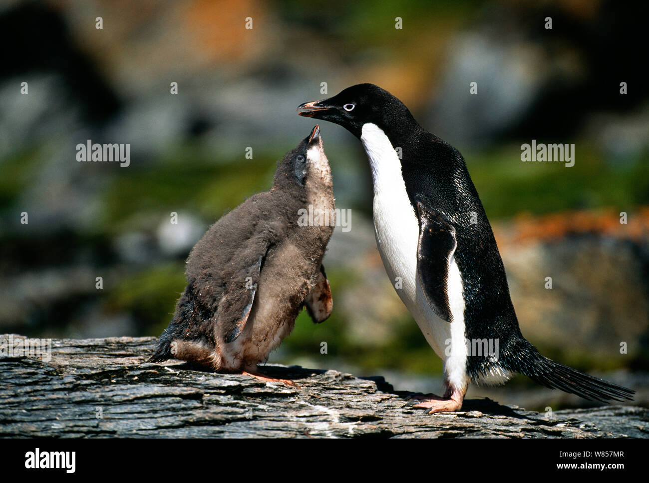 Adelie Penguin (Pygoscelis adeliae) chick begging for food from parent, Antarctic Peninsula, January Stock Photo