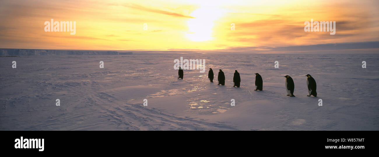 Emperor Penguins, (Aptenodytes forsteri), adults returning to colony across sea ice of the Weddell Sea, in the early morning, Antarctica Stock Photo