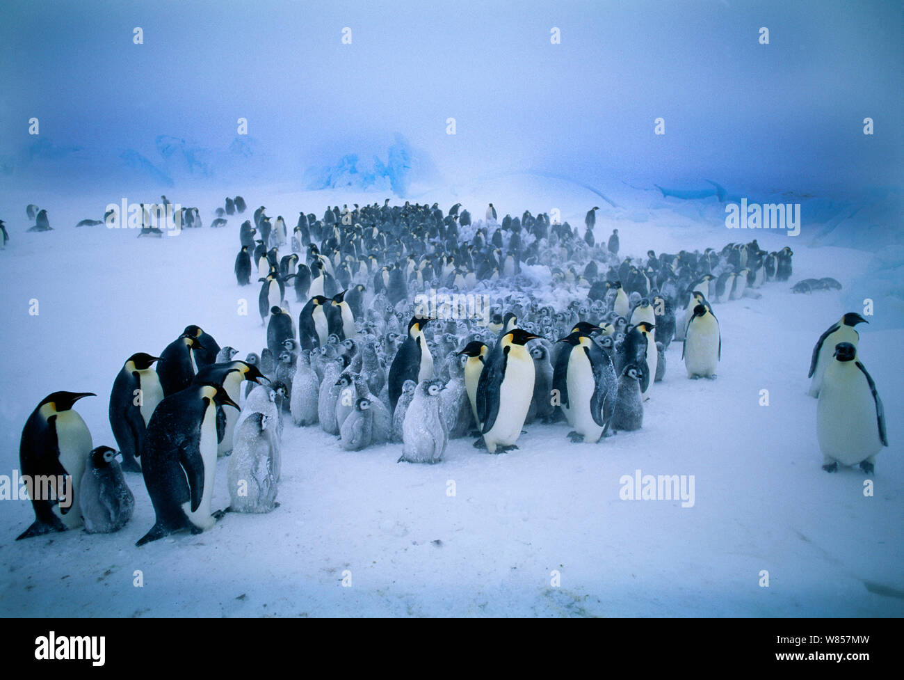 Emperor Penguins, (Aptenodytes forsteri), young huddling together to form a creche to keep warm, during storm, Dawson Lambton Glacier, Weddell Sea, Antarctica Stock Photo