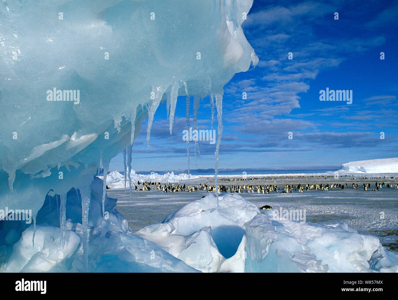 View through an icy pressure ridge of Emperor Penguin  (Aptenodytes forsteri) colony on Weddell Sea (Dawson Lambton Glacier), November Stock Photo