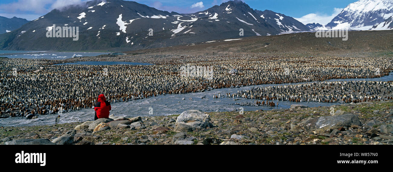 King Penguin, (Aptenodytes patagonicus), colony and tourist, St Andrews Bay, South Georgia, January Stock Photo