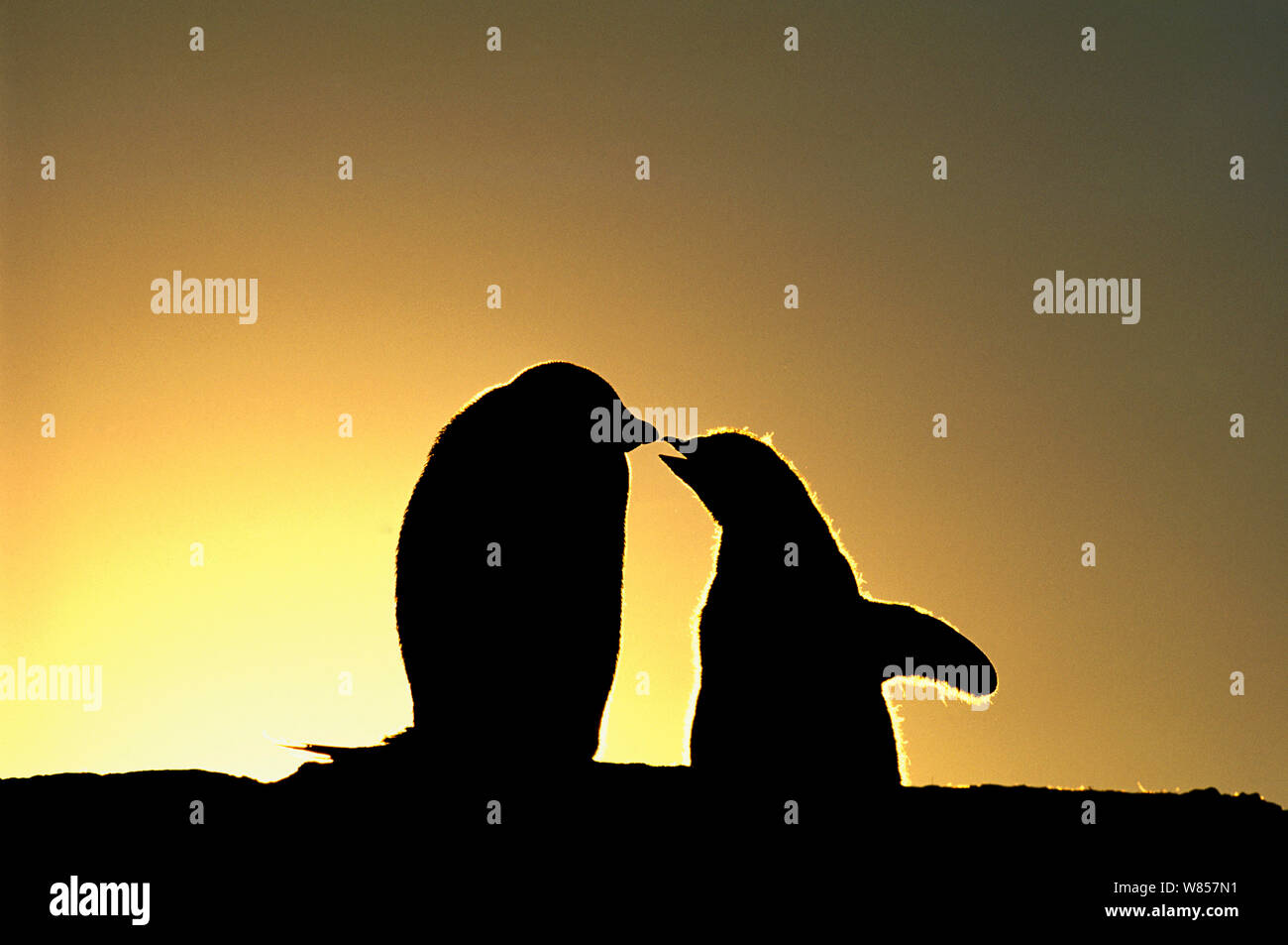 Adelie Penguin, (Pygoscelis adeliae), chicks begging for food, silhouetted at dawn, Shingle Cove, Livingston Island, Antarctica Stock Photo