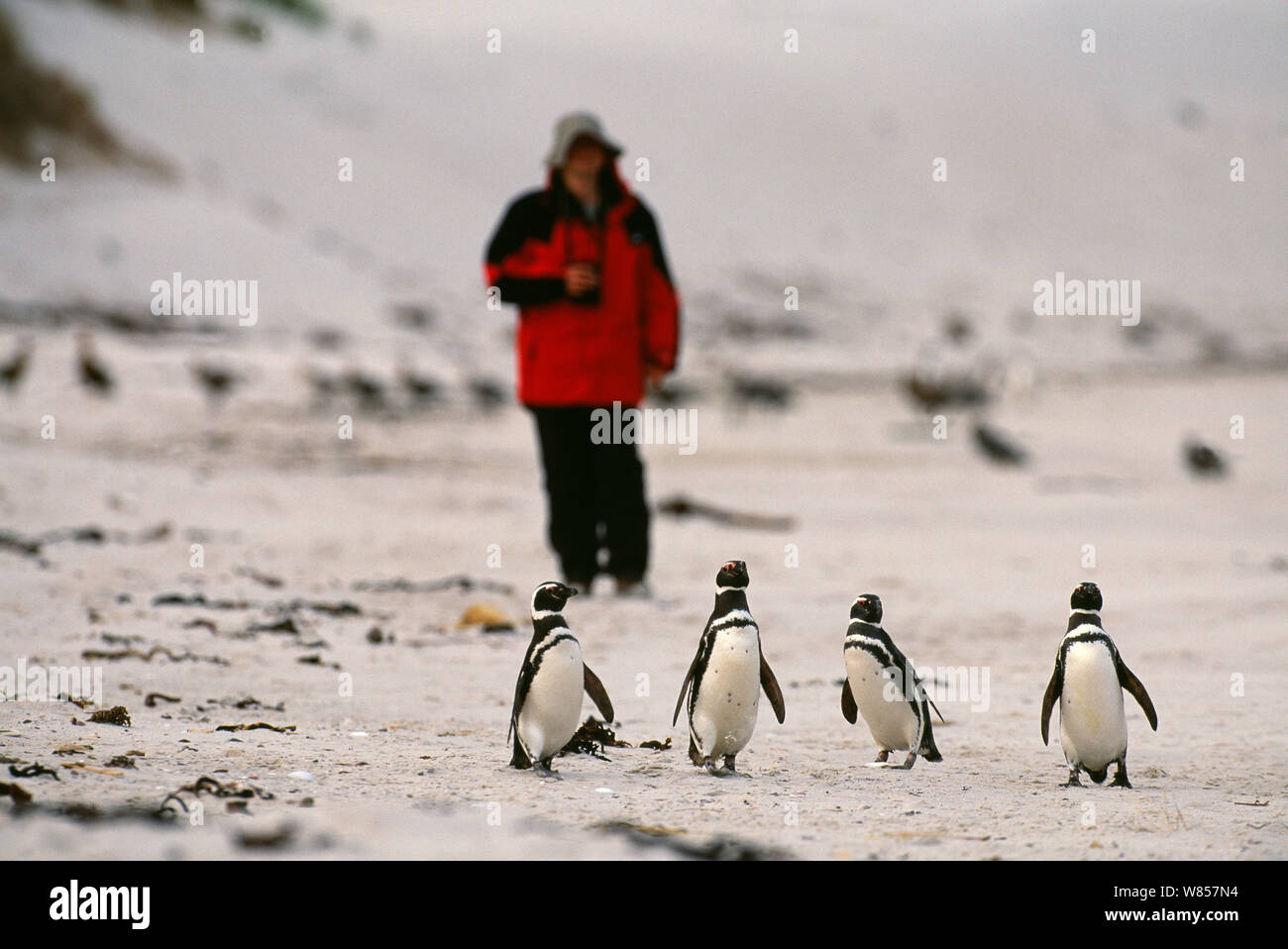 Tourist watching Magellanic Penguins (Spheniscus magellianicus) on beach, Carcass Island, Falklands Stock Photo