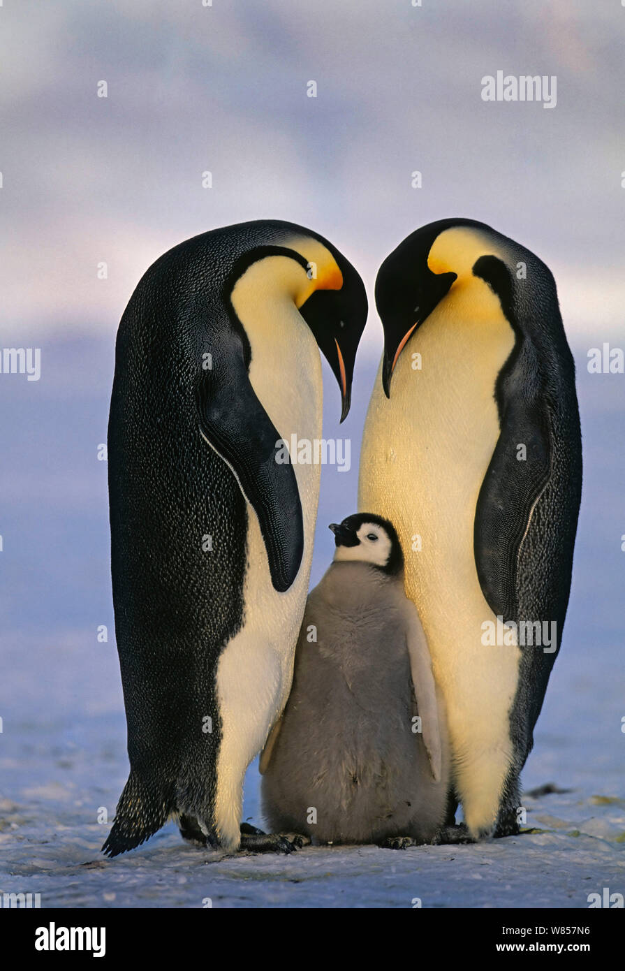 Emperor Penguin (Aptenodytes fosterii) pair with chick Weddell Sea, Antarctica, November Stock Photo