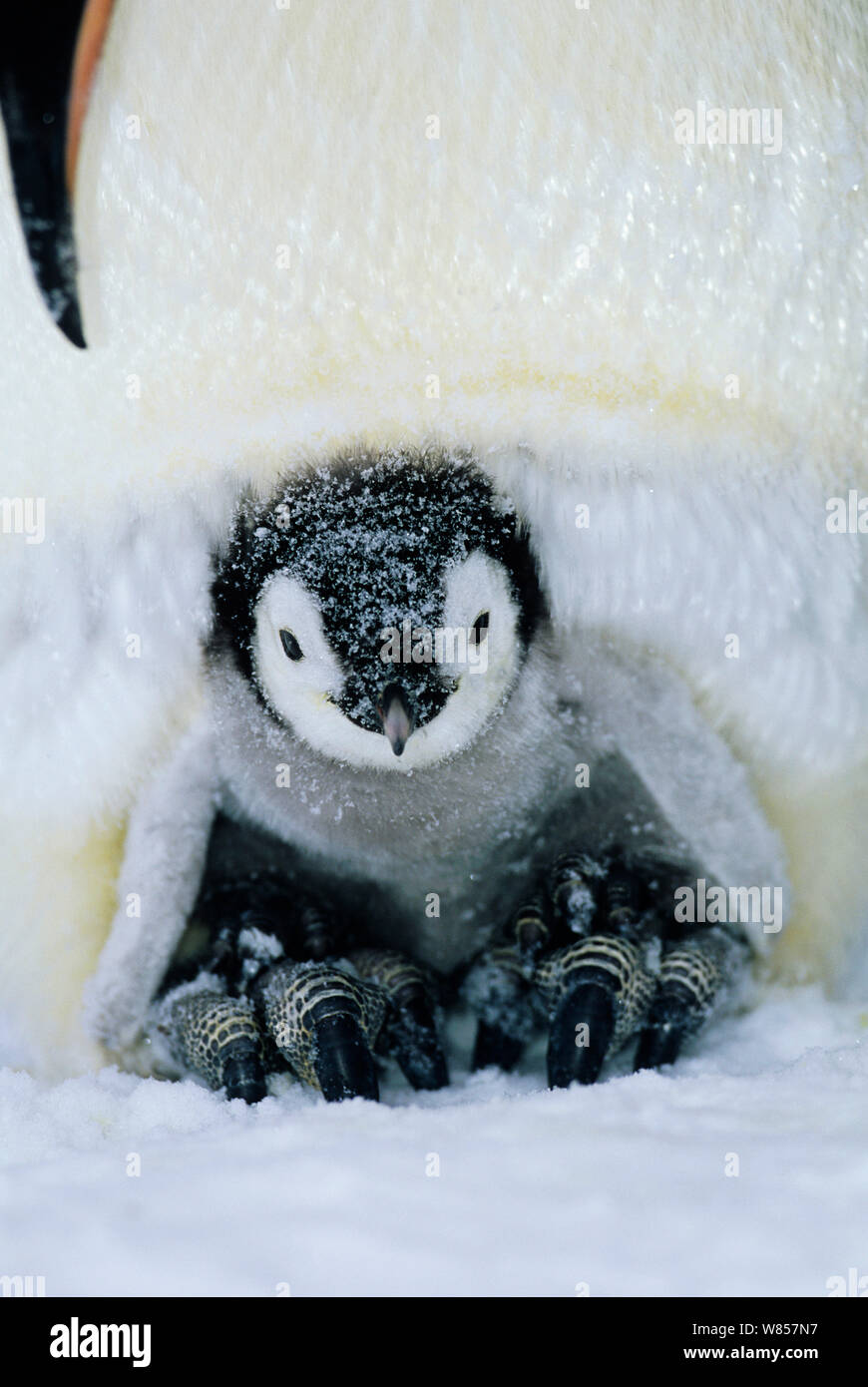 Emperor Penguin (Aptenodytes forsteri) adult brooding chick on feet, Weddell Sea Antarctica Stock Photo