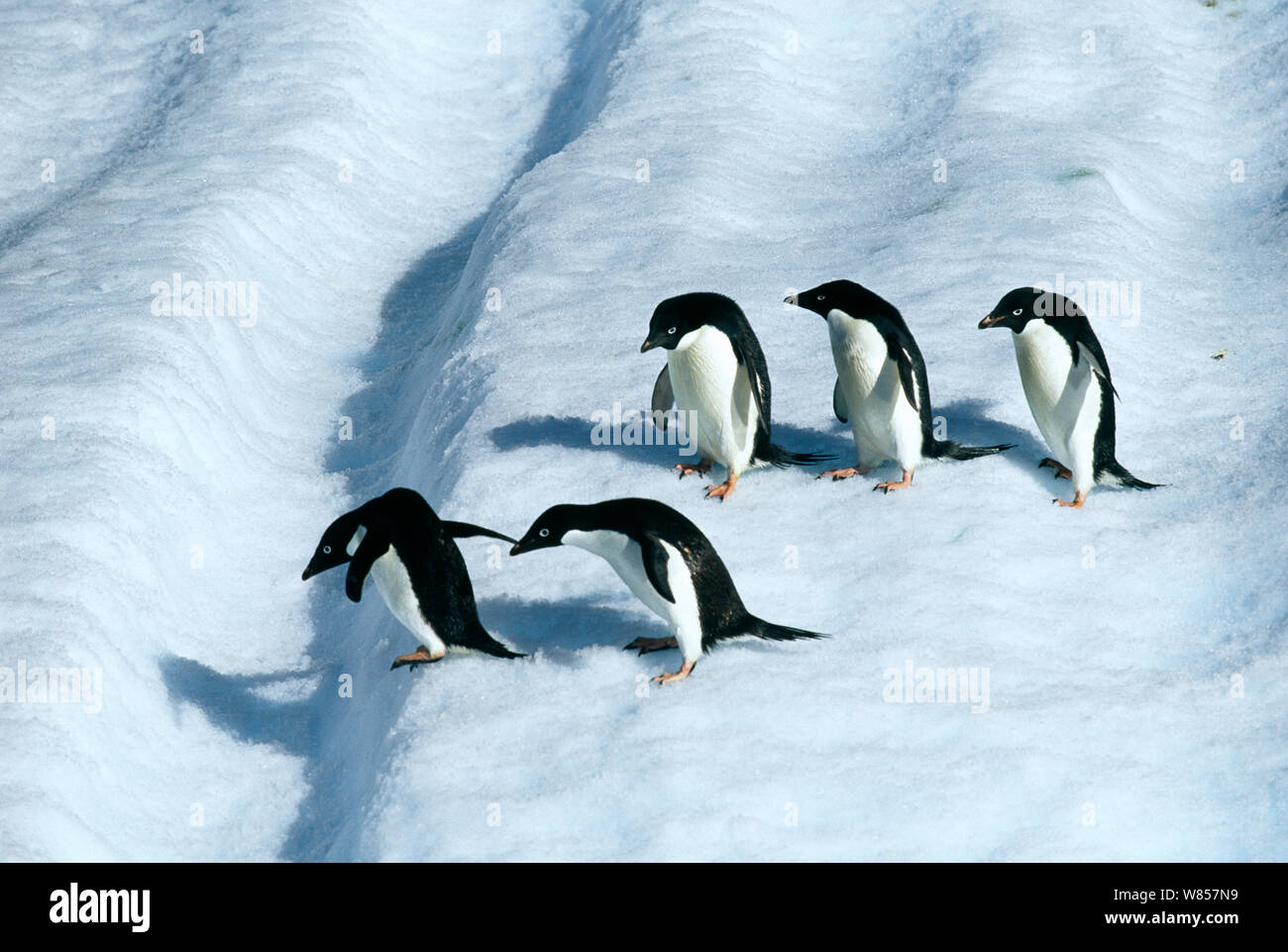 Adelie Penguin, (Pygoscelis adeliae), adults on iceberg off Paulet Island, Weddell Sea, Antarctica Stock Photo