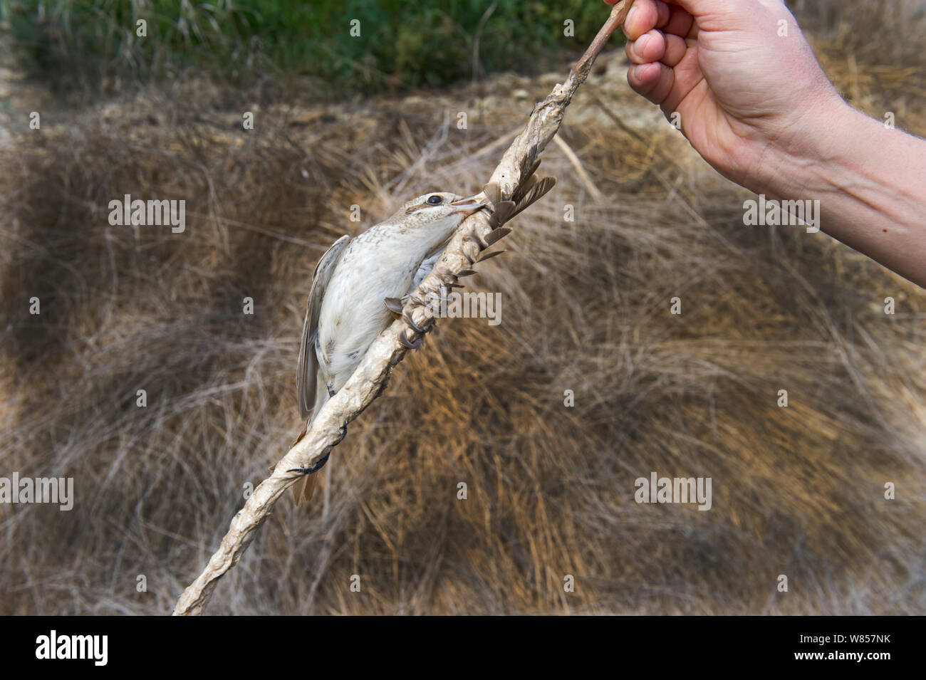 Red-backed Shrike (Lanius collurio) illegally trapped on limestick in olive grove in autumn Cyprus, September 2011 Stock Photo