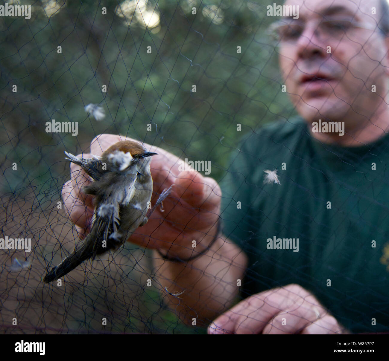 Christakis an officer from the British Sovereign Base Police at Dekeleia Cyprus, extracting an illegally trapped Blackcap from a mist net in olive grove. Bird would be used to serve as a delicacy in resaurants known as ambelopoulia, Cyprus, September 2011 Stock Photo