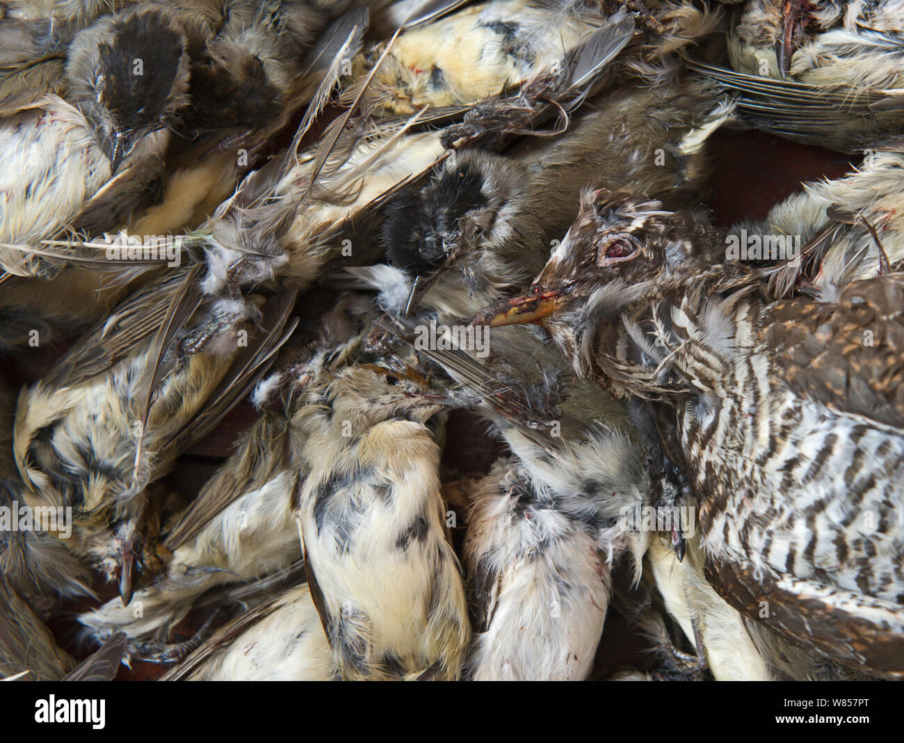 Seized dead birds from raid on illegal trapping operatuon by the Game Fund in Republic of Cyprus area, birds include Cuckoo (Cuculus canorus), many Blackcaps (Sylvia atricapilla), Spotted Flycatchers (Muscicapa striata), Lesser Whitethroat (Sylvia curruca), Masked Shrike (Lanius nubicus) and Willow Warblers (Phylloscopus trochilus). They are trapped for a food delicacy known as ambelopoulia, Cyprus, September 2011 Stock Photo