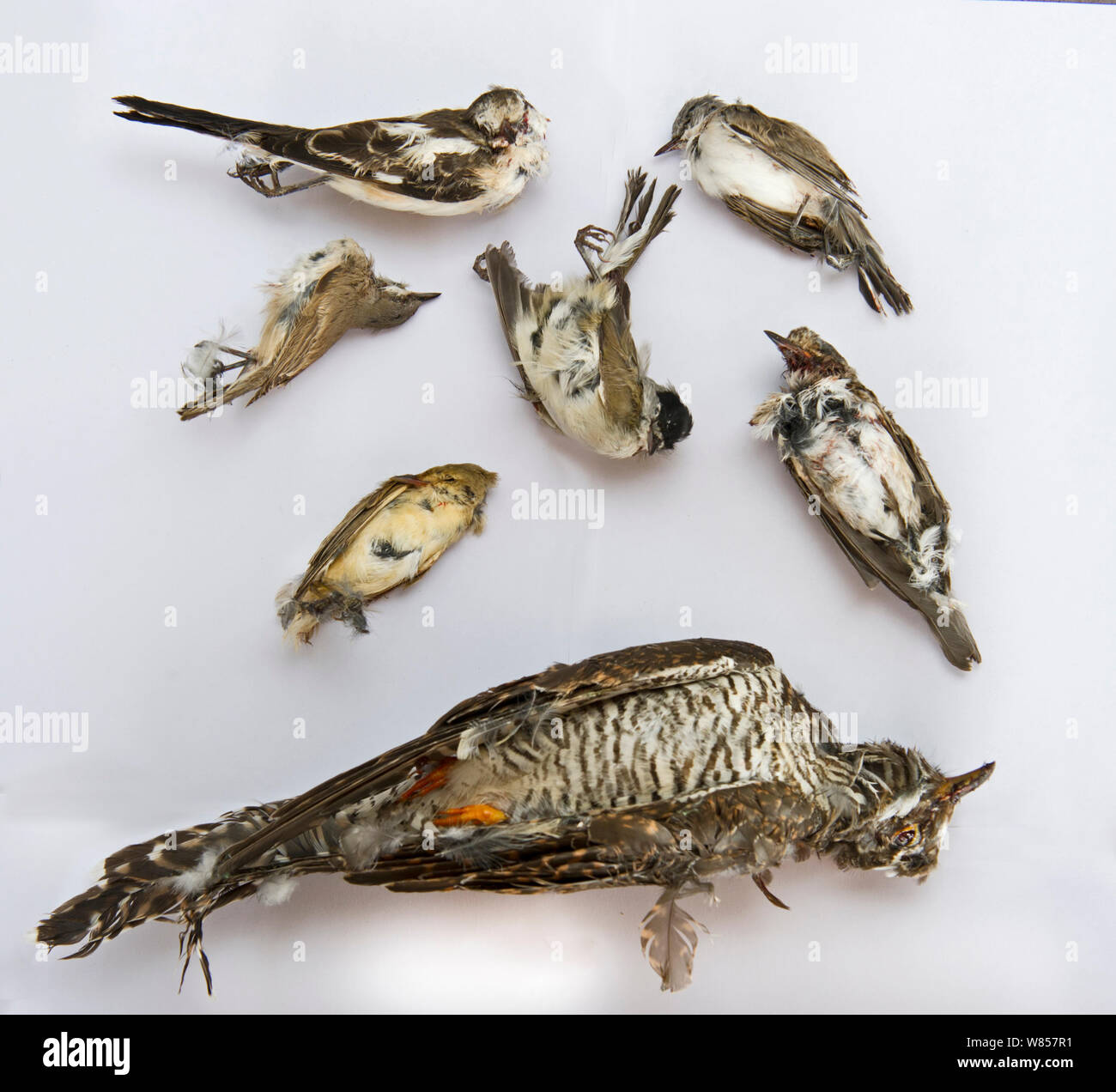 Seized dead birds from raid on illegal trapping operatuon by the Game Fund in Republic of Cyprus area, birds include Cuckoo (Cuculus canorus),  Blackcap (Sylvia atricapilla), Spotted Flycatcher (Muscicapa striata), Lesser Whitethroat (Sylvia curruca), Masked Shrike (Lanius nubicus) and Willow Warblers (Phylloscopus trochilus). They are trapped for a food delicacy known as ambelopoulia, Cyprus, September 2011 Stock Photo