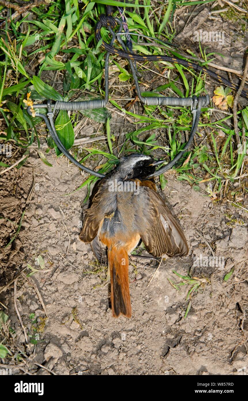 Redstart (Phoenicurus phoenicurus) migrant male caught in spring trap ...