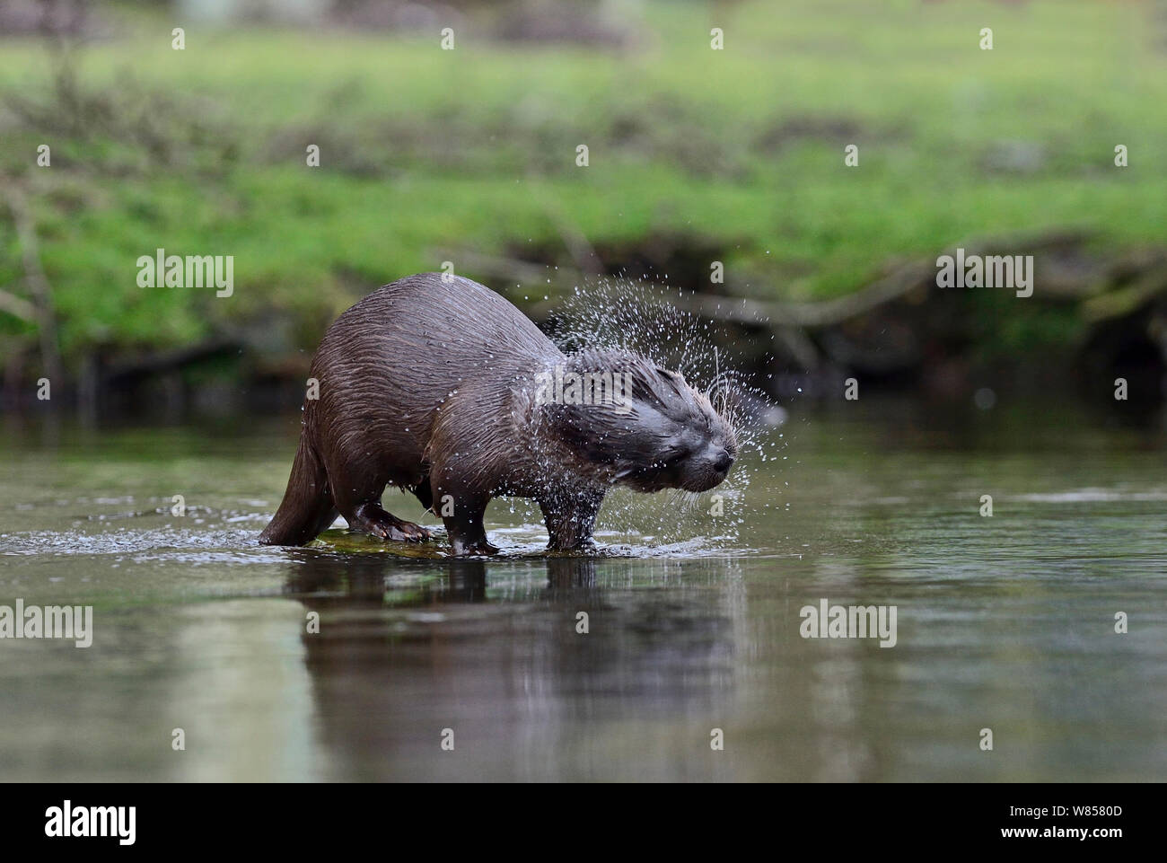 Eurasian River Otter (Lutra lutra) shaking,  River Thet, Thetford, Norfolk, March Stock Photo