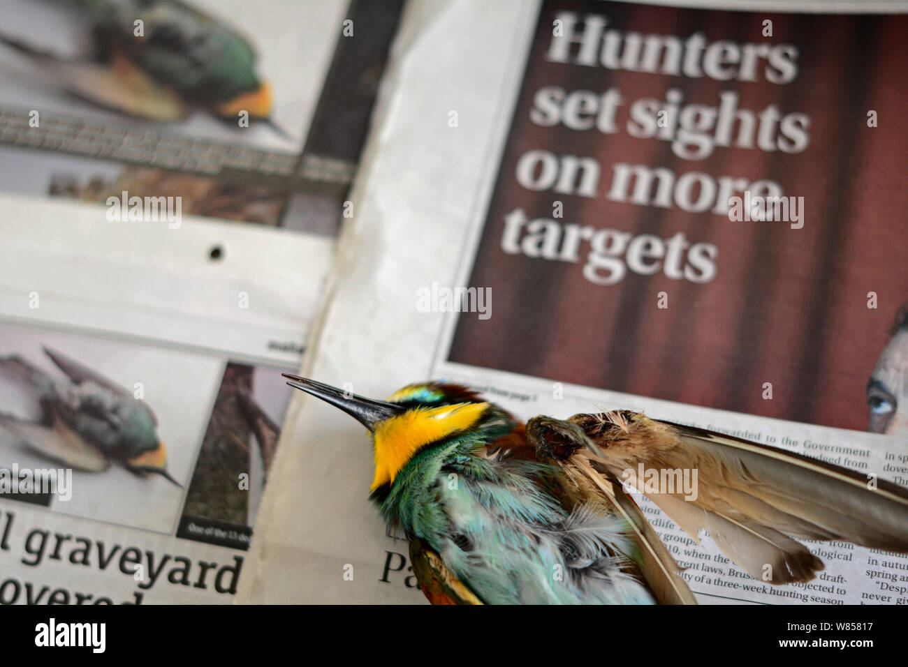 Bee-eater (Merops apiaster) shot in wing by hunter, dead after being euphanised by vet, placed on newspaper which shows article about hunting, BirdLife Malta Springwatch Camp 2013, Malta, April 2013 Stock Photo