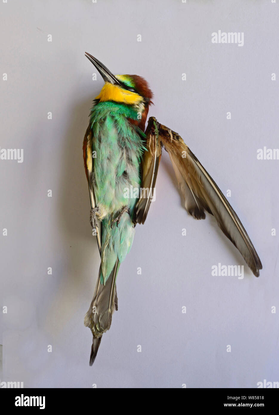 Bee-eater (Merops apiaster) shot in wing by hunter, dead after being euphanised by vet, BirdLife Malta Springwatch Camp 2013, Malta, April 2013 Stock Photo