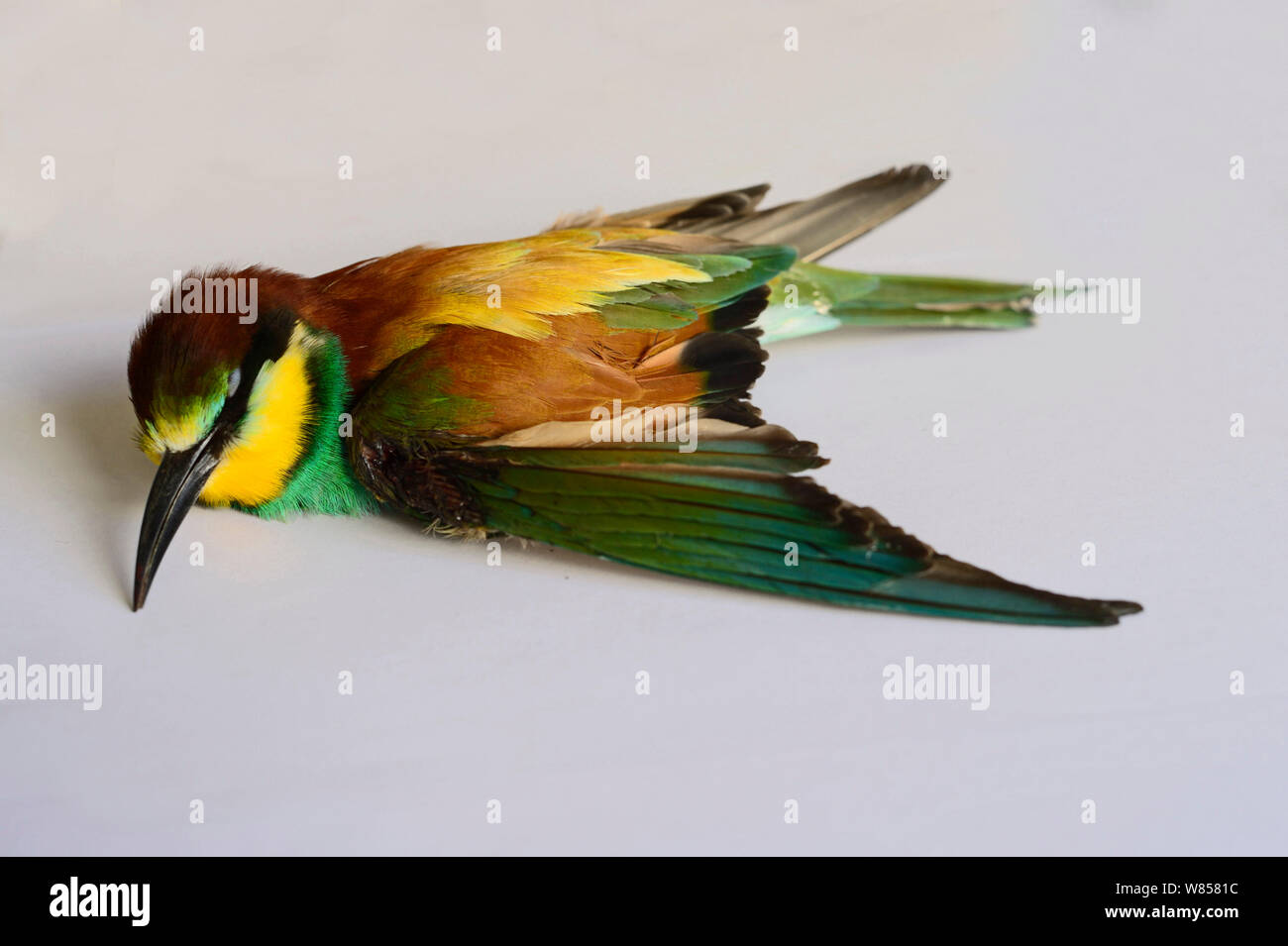 Bee-eater (Merops apiaster) shot in wing by hunter, dead after being euphanised by vet, BirdLife Malta Springwatch Camp, April 2013 Stock Photo