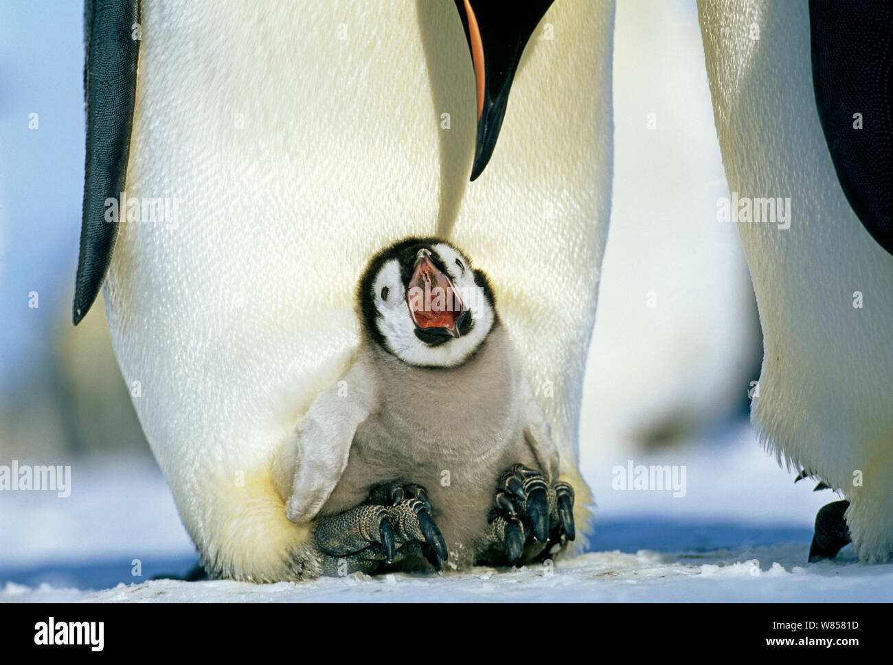 Emperor Penguins (Aptenodytes forsteri) chick on parents feet, begging for food, Weddell Sea, Antarctica Stock Photo
