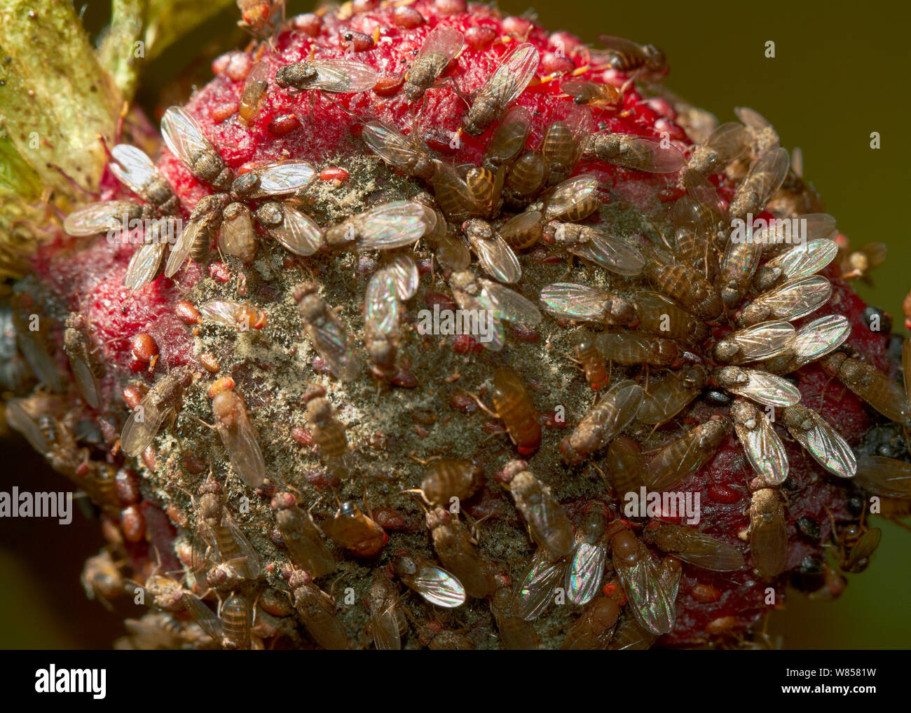 Fruit flies (Drosophila melanogaster) on rotting strawberry, England, UK, August Stock Photo