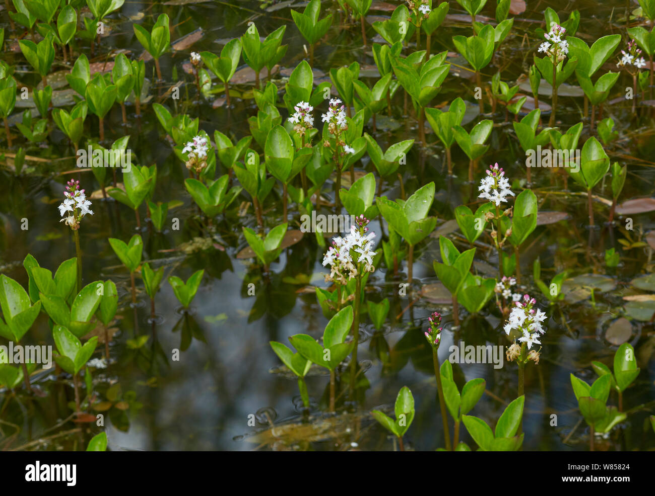 Bogbean (Menyanthes trifoliata) England, UK, May Stock Photo