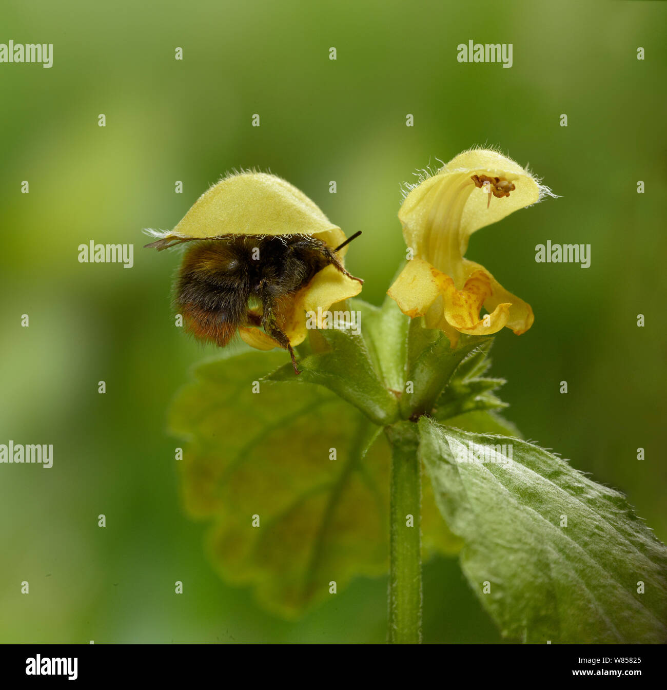 Bumblebee (Bombus) worker visiting yellow dead nettle flower, England, May Stock Photo