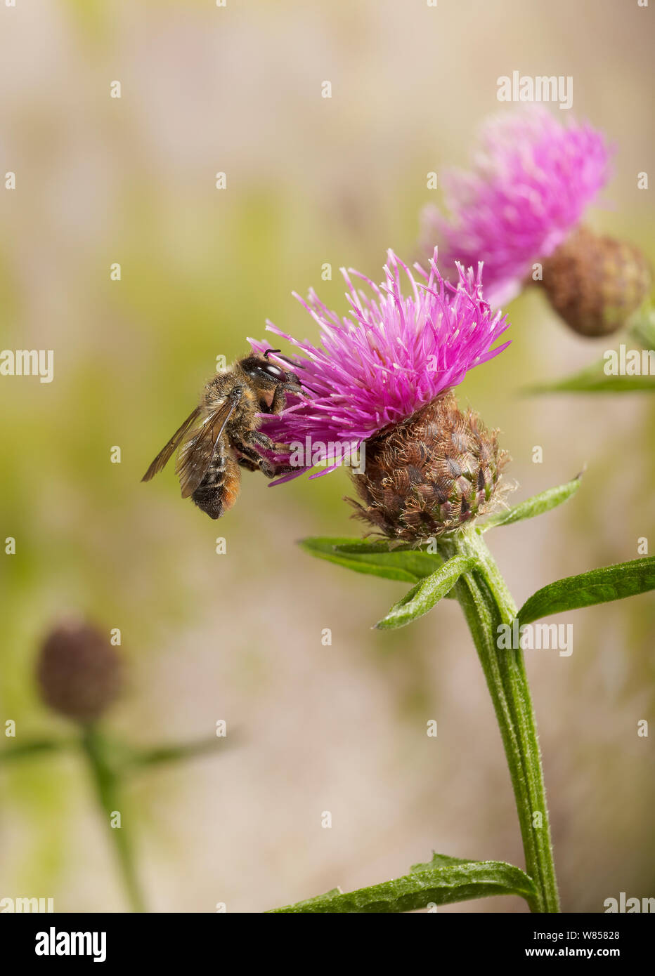 Carpenter bee (Xylocopa sp) on Knapweed, England, UK, August Stock Photo