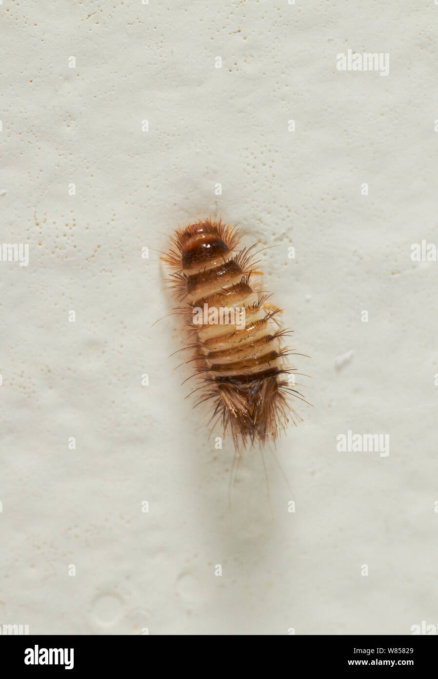 Carpet beetle larva / Wooly bear (Anthrenus verbasci) climbing up wall to pupate, England, UK, September Stock Photo